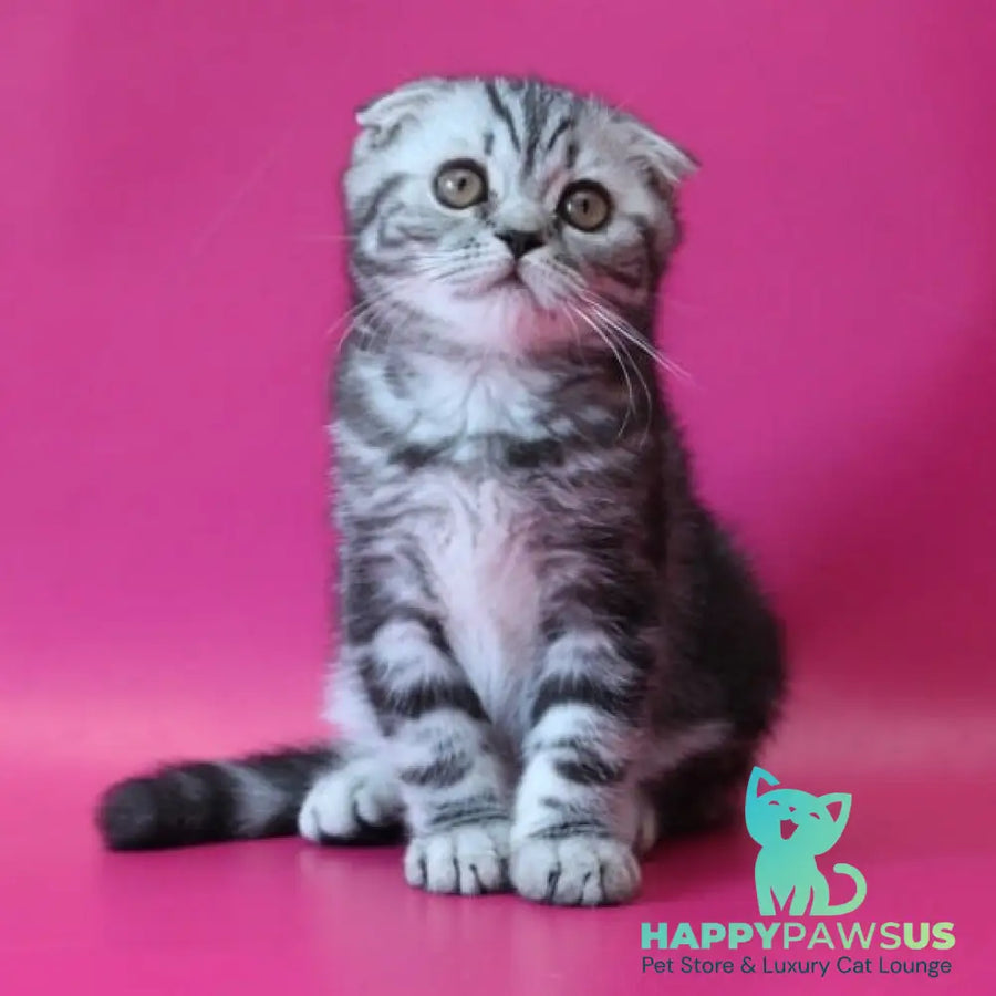 Sofi Scottish Fold female black silver tabby - live animals