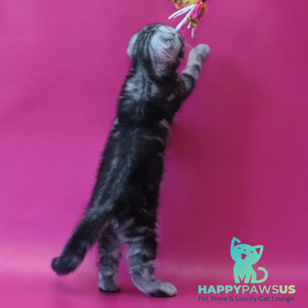 Sofi Scottish Fold female black silver tabby - live animals
