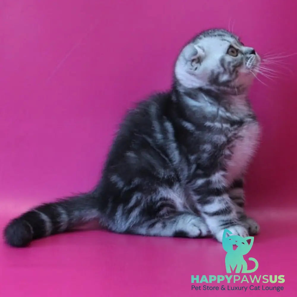 Sofi Scottish Fold female black silver tabby - live animals