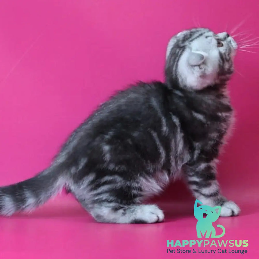 Sofi Scottish Fold female black silver tabby - live animals
