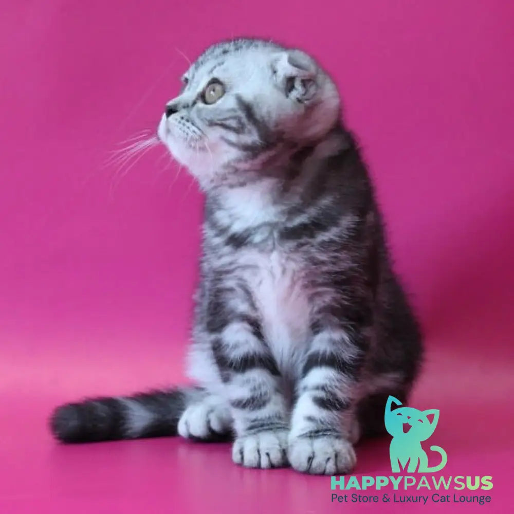 Sofi Scottish Fold female black silver tabby - live animals