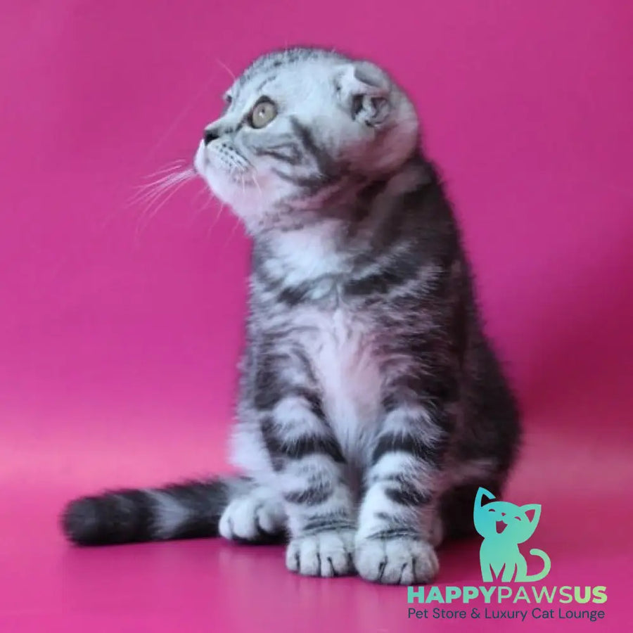 Sofi Scottish Fold female black silver tabby - live animals