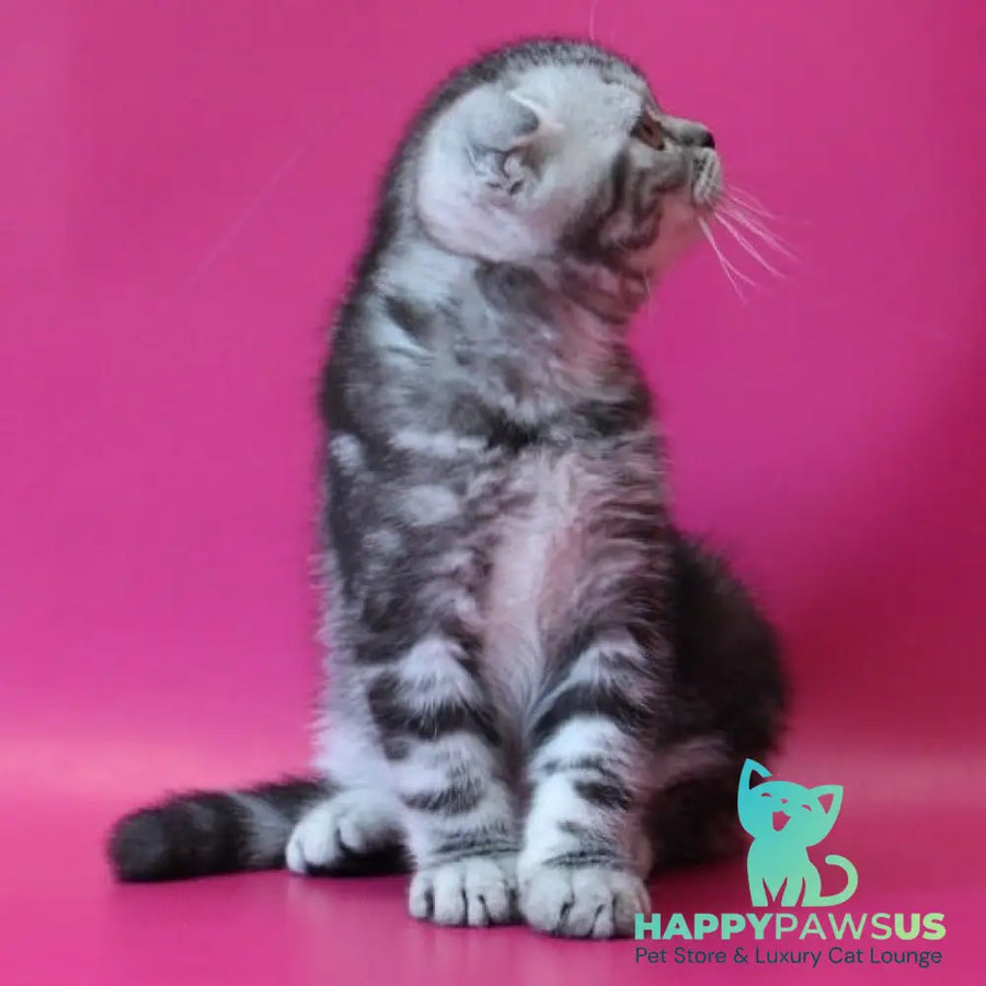 Sofi Scottish Fold female black silver tabby - live animals