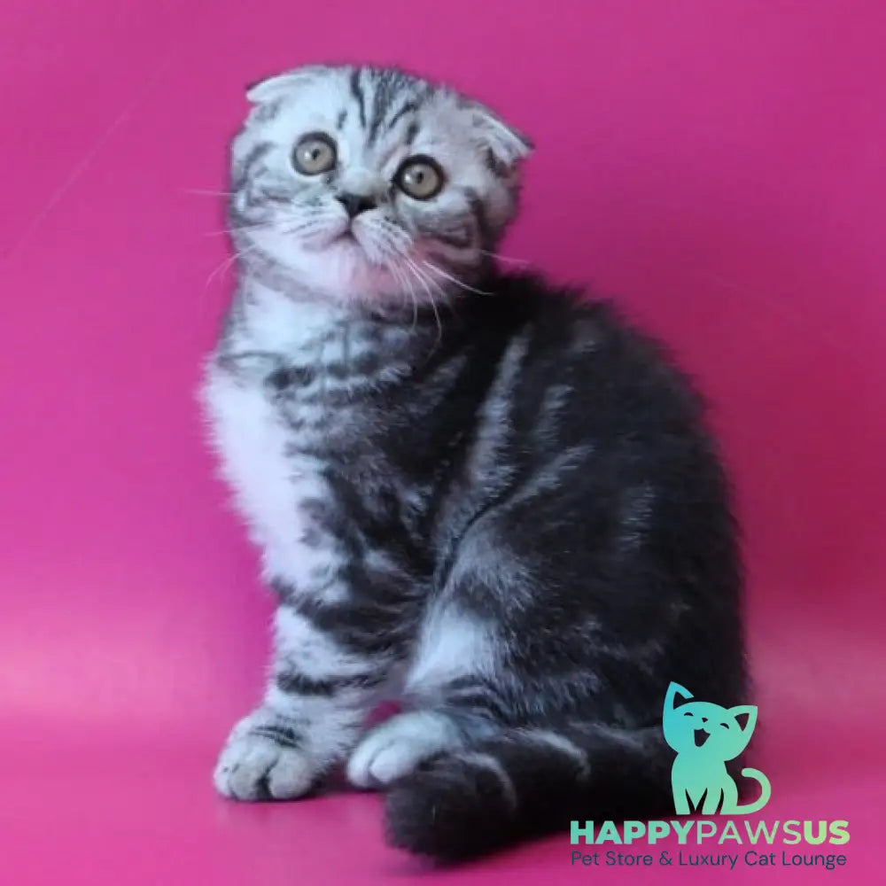 Sofi Scottish Fold female black silver tabby - live animals