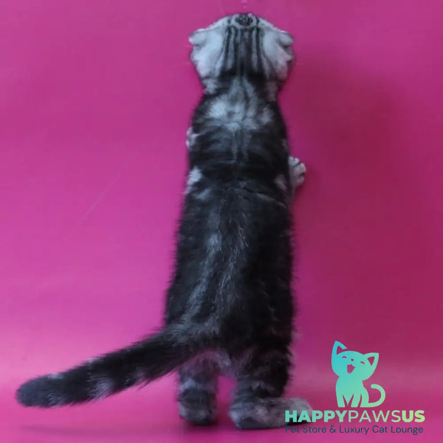 Sofi Scottish Fold female black silver tabby - live animals