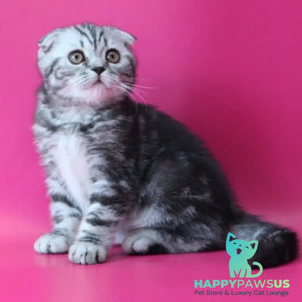 Sofi Scottish Fold female black silver tabby - live animals