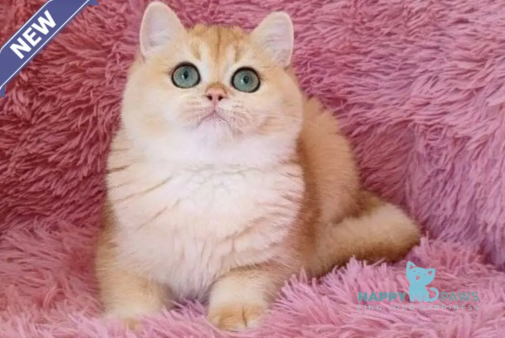 Sofia British Shorthair female black golden chinchilla live animals