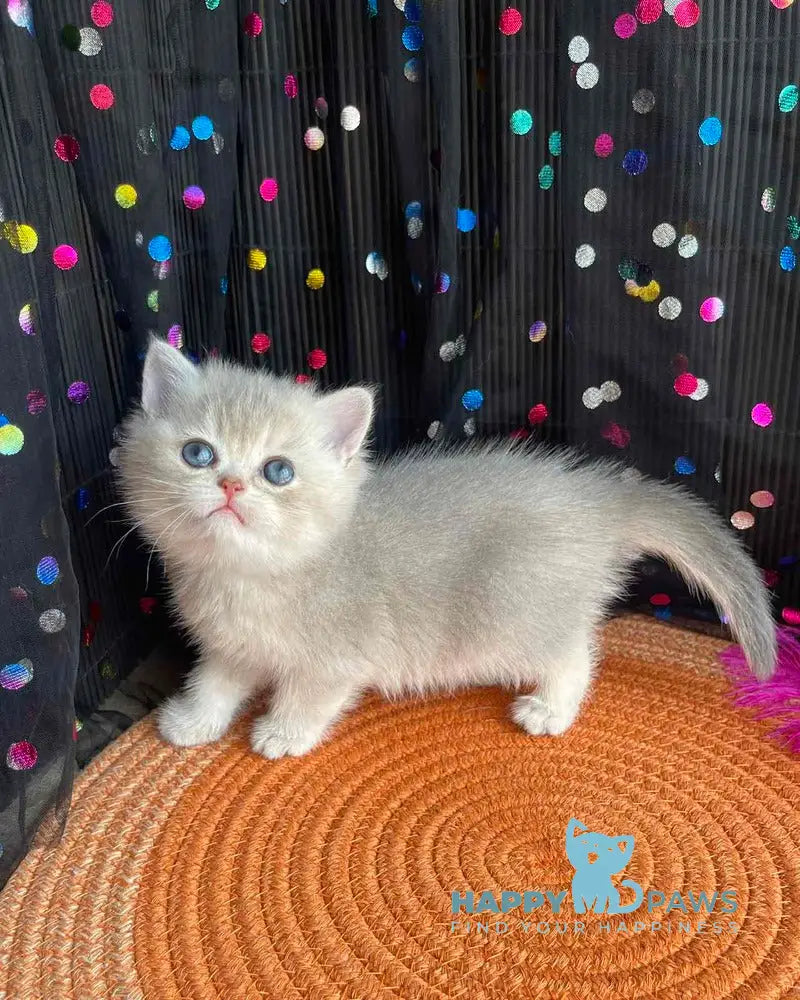 Sofia British Shorthair female blue golden shaded live animals