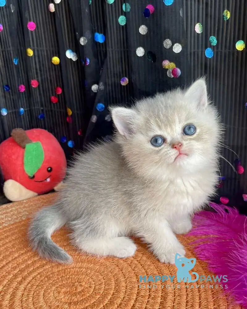Sofia British Shorthair female blue golden shaded live animals