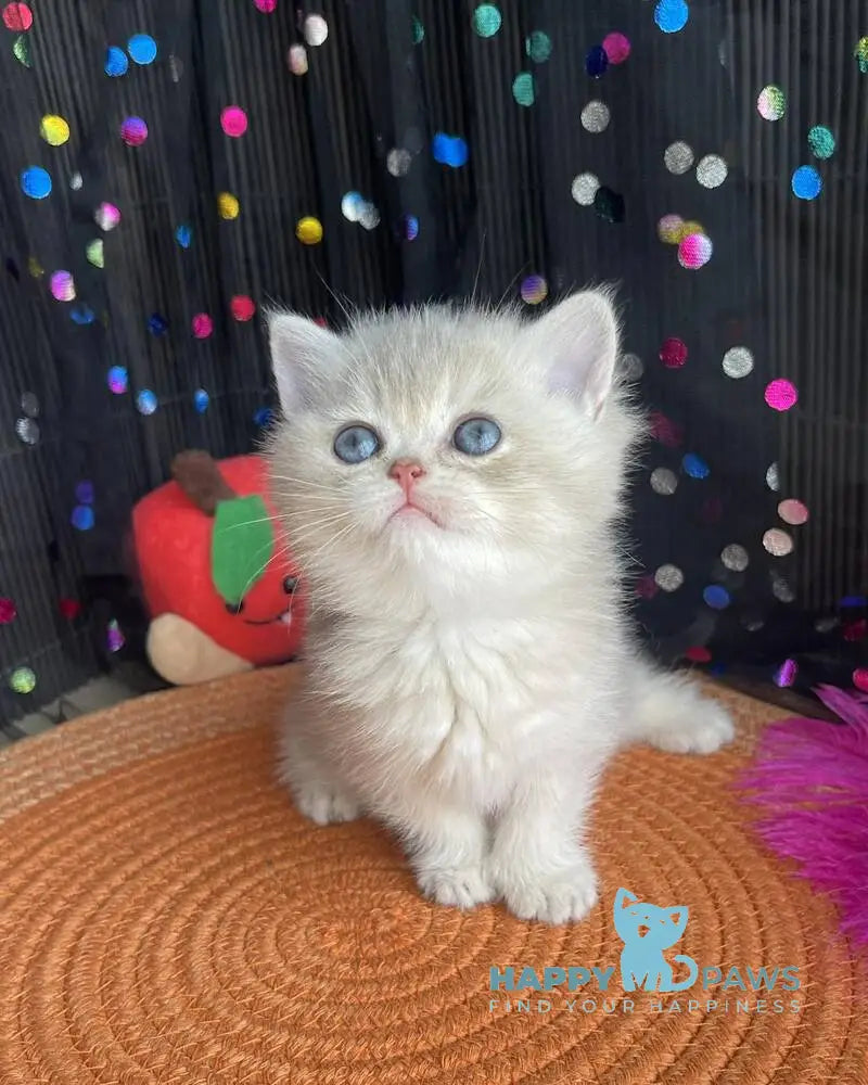 Sofia British Shorthair female blue golden shaded live animals