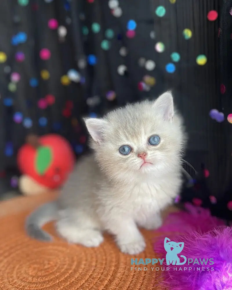 Sofia British Shorthair female blue golden shaded live animals