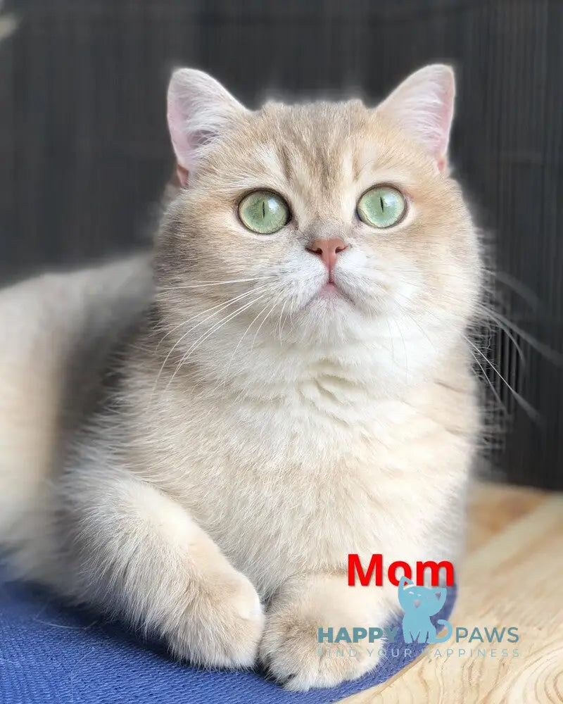 Sofia British Shorthair female blue golden shaded live animals