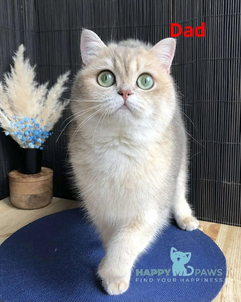 Sofia British Shorthair female blue golden shaded live animals