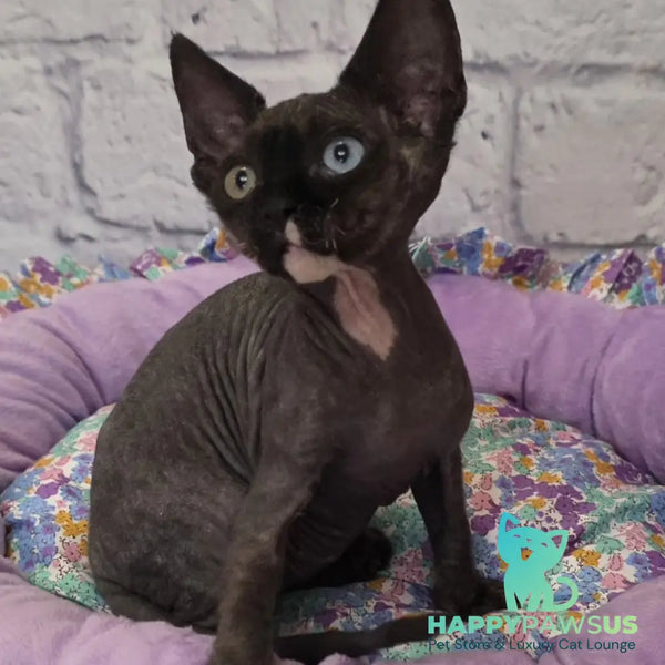Sofia Devon Rex female black with white - live animals