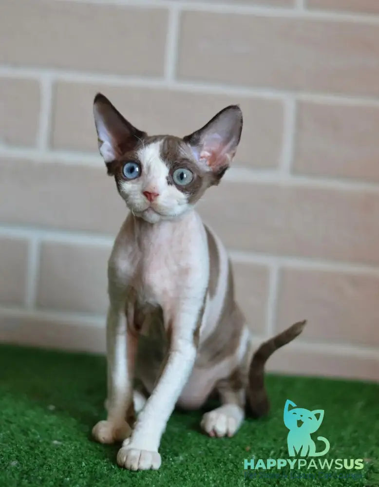 Sofia Devon Rex female chocolate bicolour - live animals
