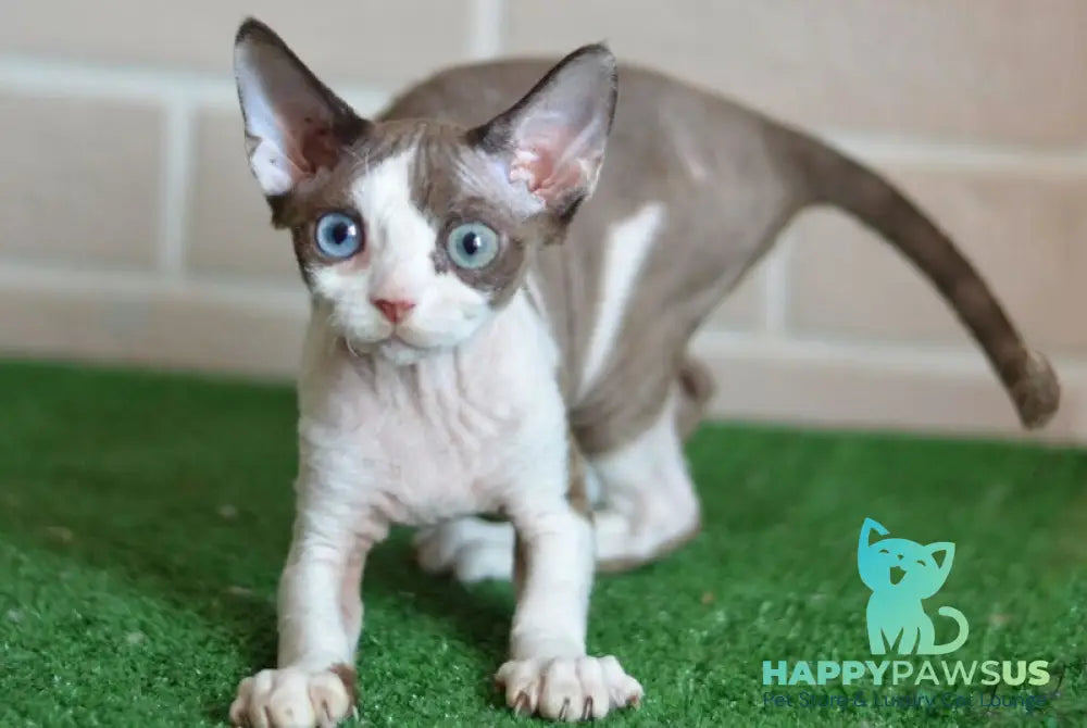 Sofia Devon Rex female chocolate bicolour - live animals
