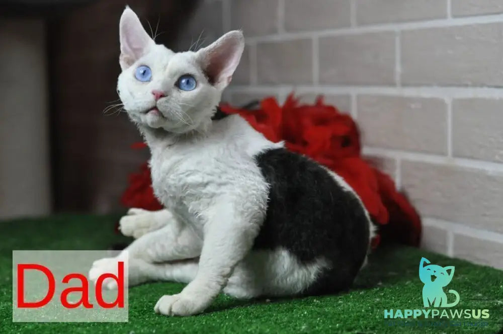 Sofia Devon Rex female chocolate bicolour - live animals