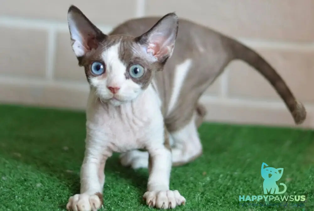 Sofia Devon Rex female chocolate bicolour - live animals
