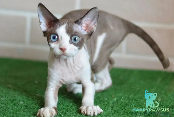 Sofia Devon Rex female chocolate bicolour - live animals