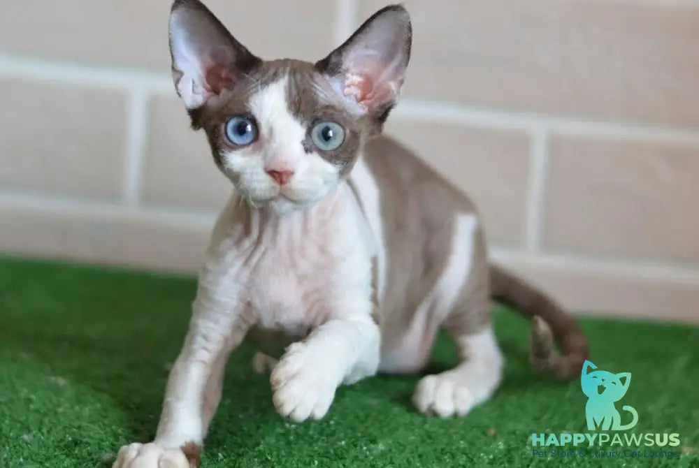 Sofia Devon Rex female chocolate bicolour - live animals