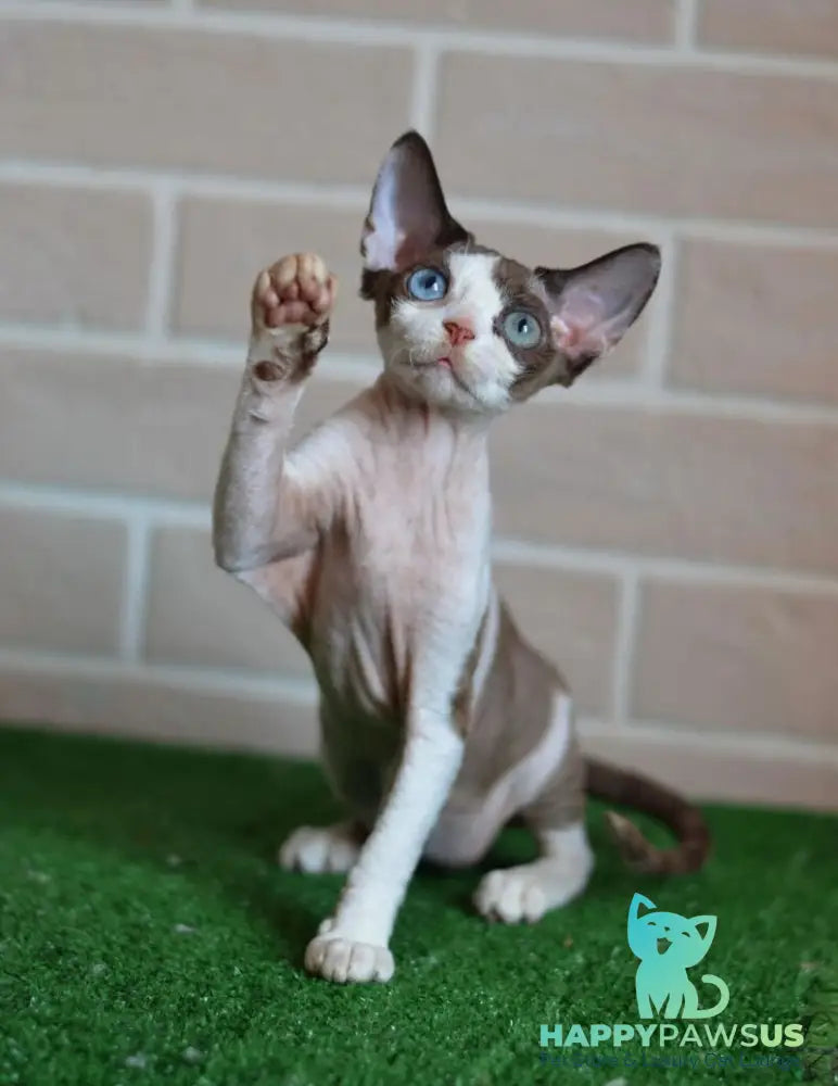 Sofia Devon Rex female chocolate bicolour - live animals