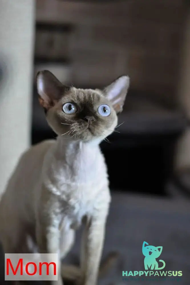 Sofia Devon Rex female chocolate bicolour - live animals