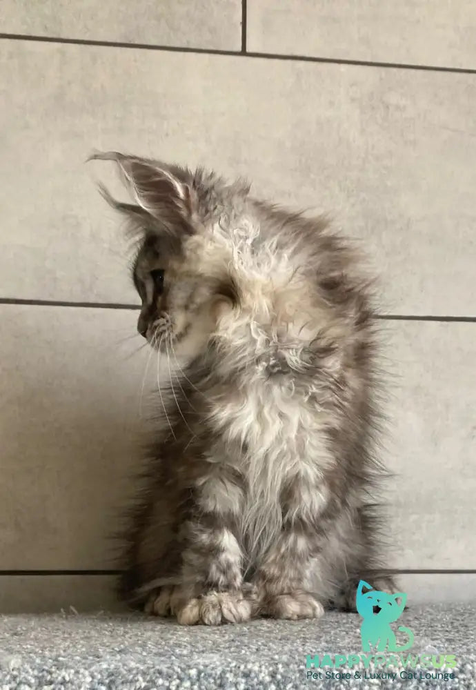 Sofia Maine Coon polydactyl female black tortie silver tabby - live animals