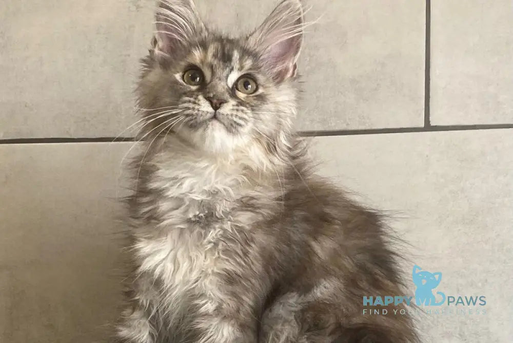 Sofia Maine Coon polydactyl female black tortie silver tabby - live animals