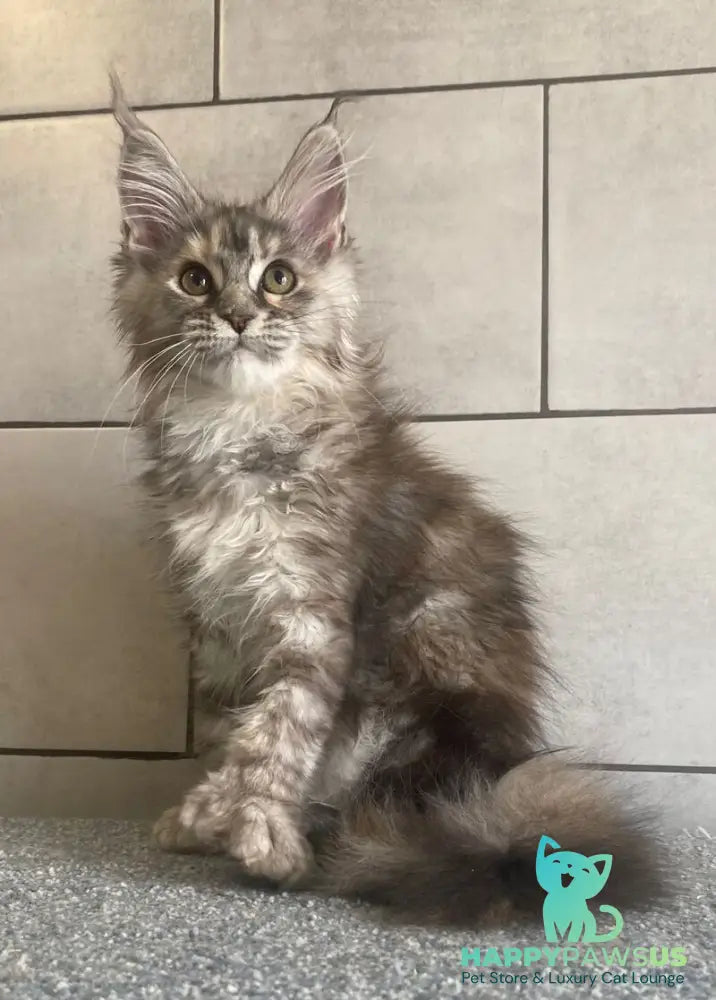 Sofia Maine Coon polydactyl female black tortie silver tabby - live animals