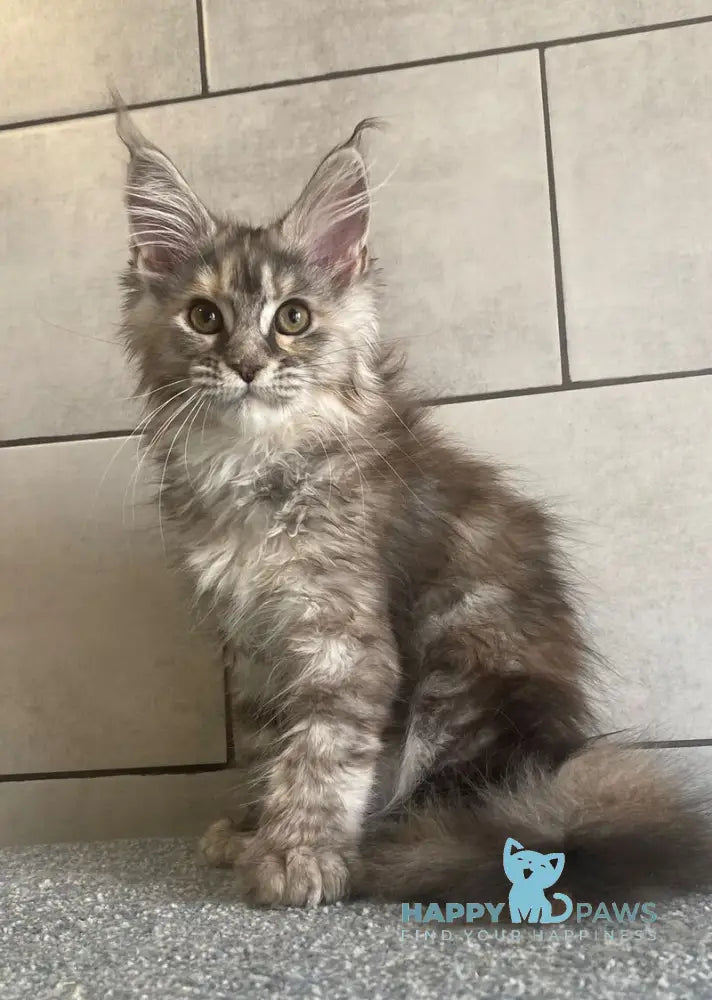 Sofia Maine Coon polydactyl female black tortie silver tabby - live animals
