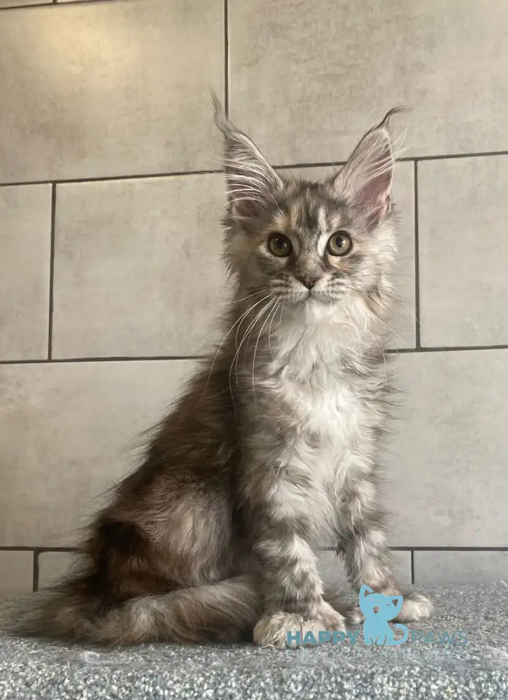 Sofia Maine Coon polydactyl female black tortie silver tabby - live animals