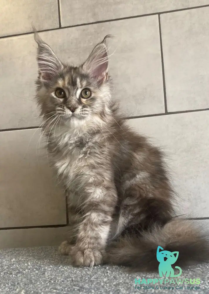 Sofia Maine Coon polydactyl female black tortie silver tabby - live animals
