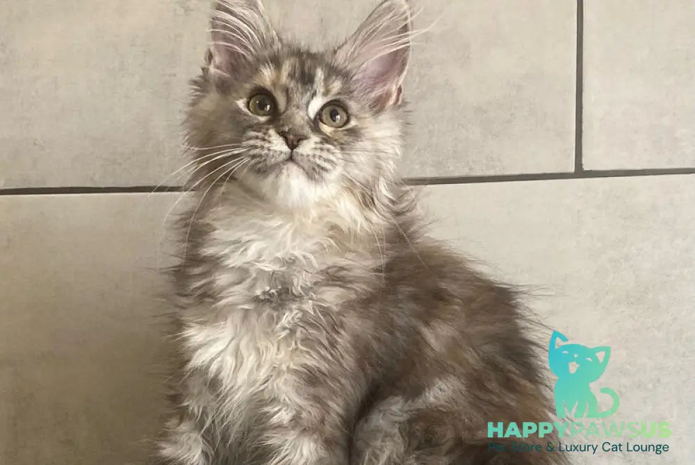 Sofia Maine Coon polydactyl female black tortie silver tabby - live animals