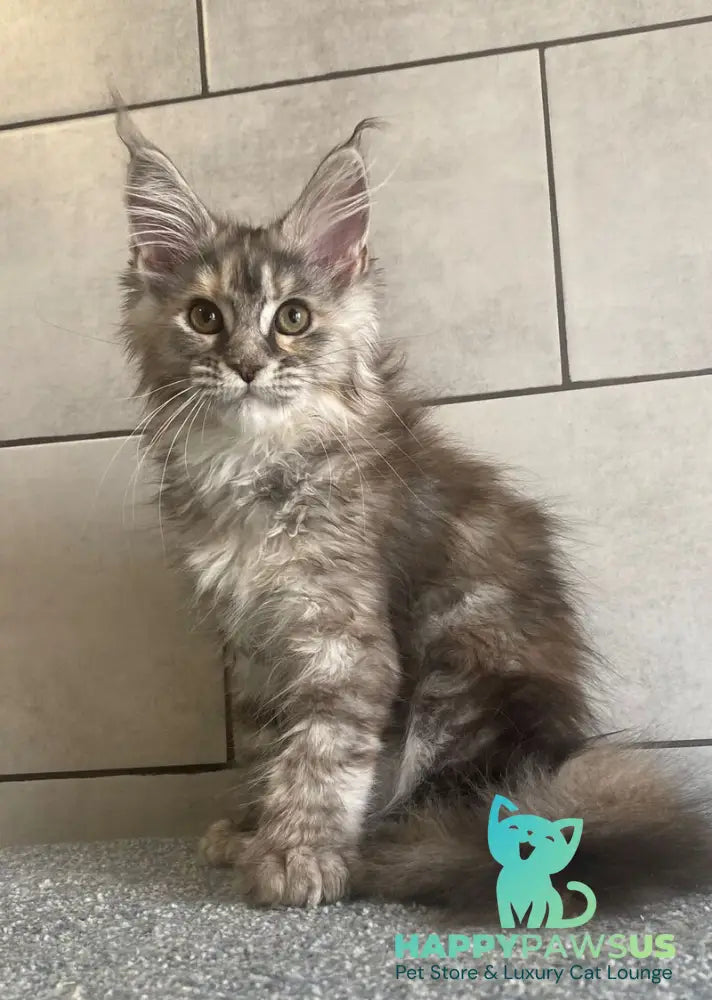 Sofia Maine Coon polydactyl female black tortie silver tabby - live animals