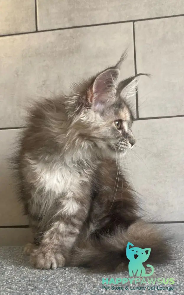 Sofia Maine Coon polydactyl female black tortie silver tabby - live animals