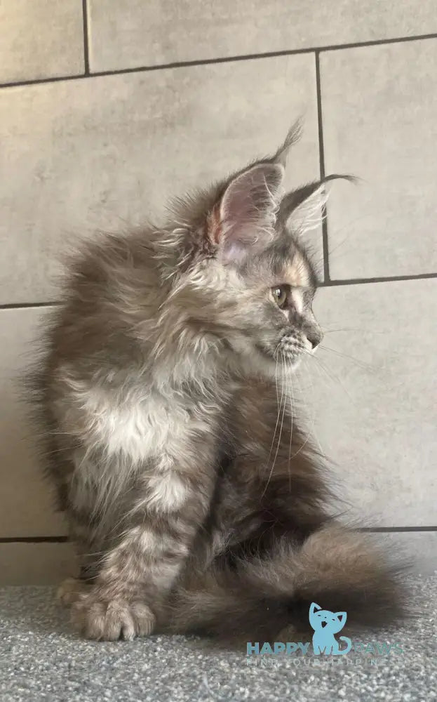Sofia Maine Coon polydactyl female black tortie silver tabby - live animals