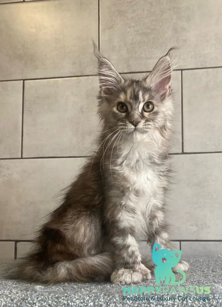 Sofia Maine Coon polydactyl female black tortie silver tabby - live animals