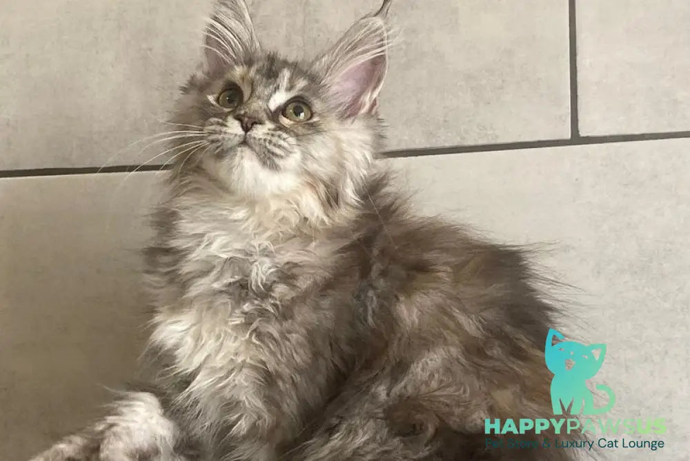 Sofia Maine Coon polydactyl female black tortie silver tabby - live animals
