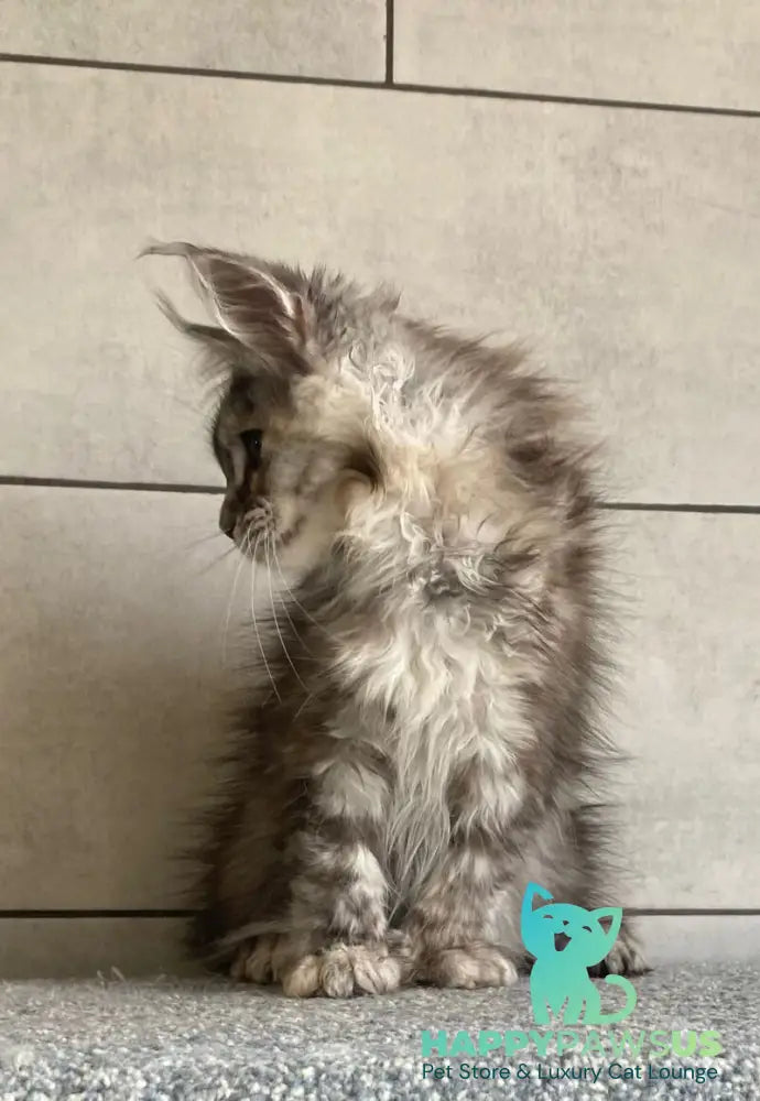 Sofia Maine Coon polydactyl female black tortie silver tabby - live animals
