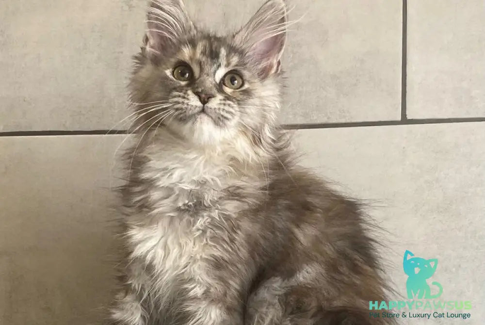 Sofia Maine Coon polydactyl female black tortie silver tabby - live animals