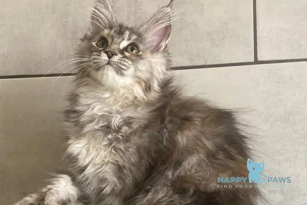 Sofia Maine Coon polydactyl female black tortie silver tabby - live animals