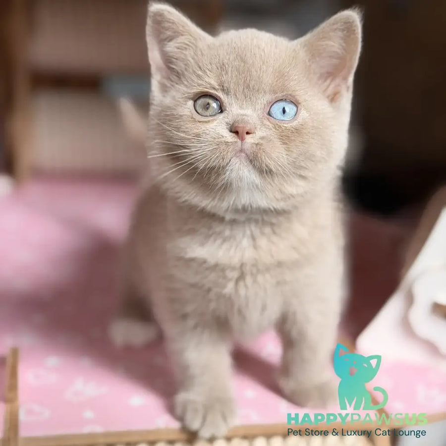 Soleil British Shorthair female fawn with white - live animals