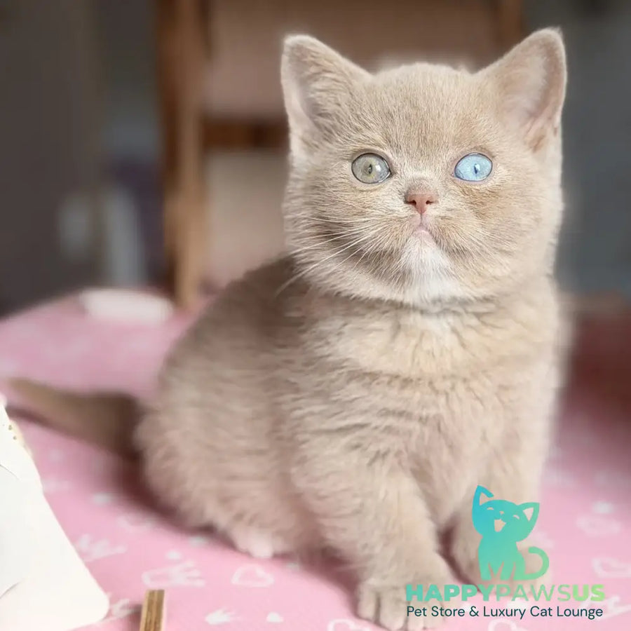 Soleil British Shorthair female fawn with white - live animals
