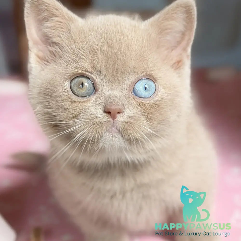 Soleil British Shorthair female fawn with white - live animals