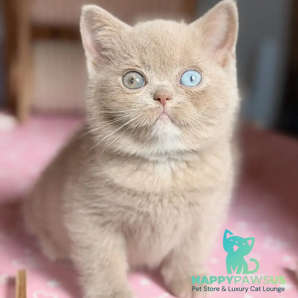 Soleil British Shorthair female fawn with white - live animals