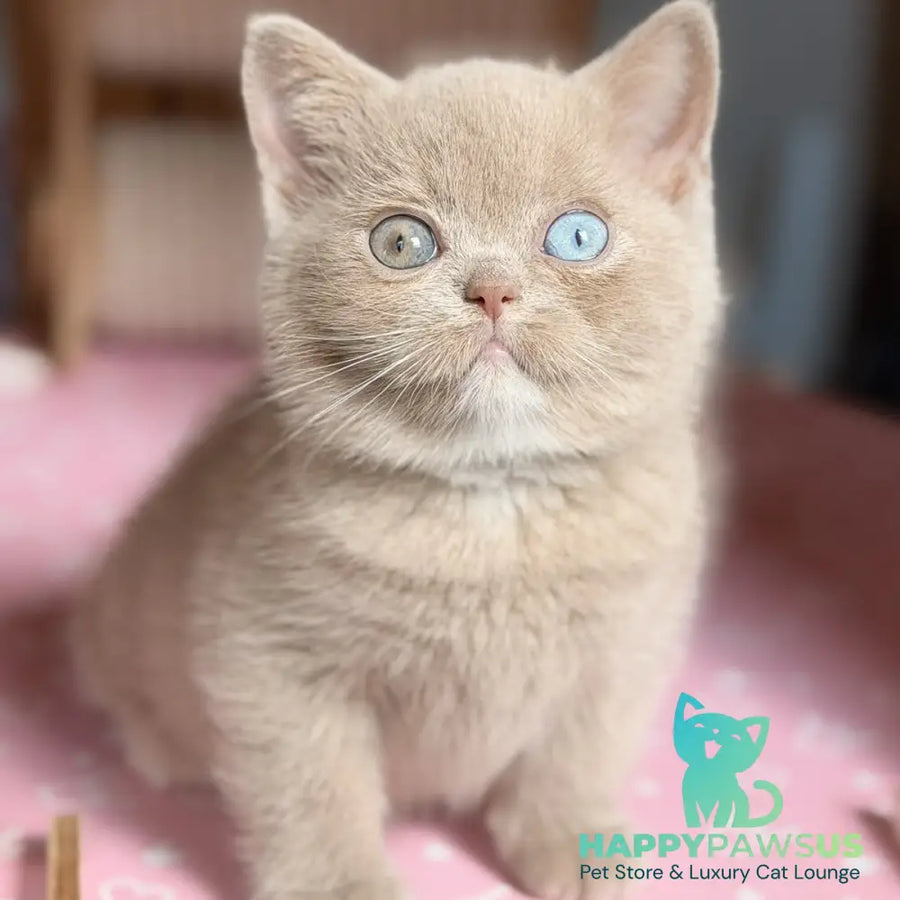 Soleil British Shorthair female fawn with white - live animals