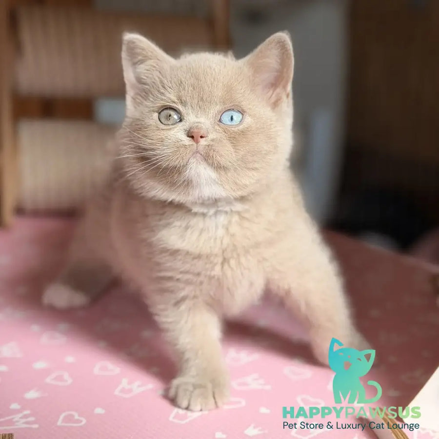 Soleil British Shorthair female fawn with white - live animals