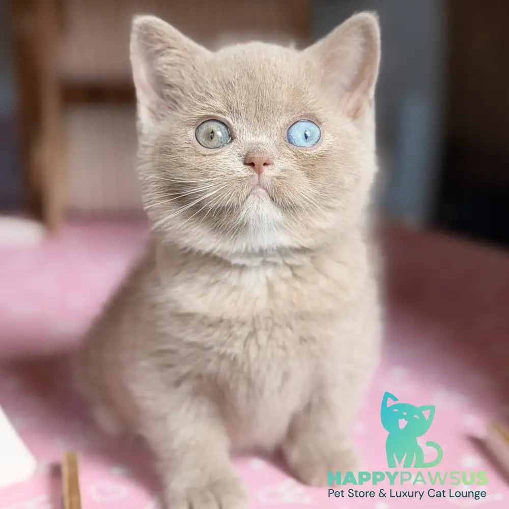 Soleil British Shorthair female fawn with white - live animals