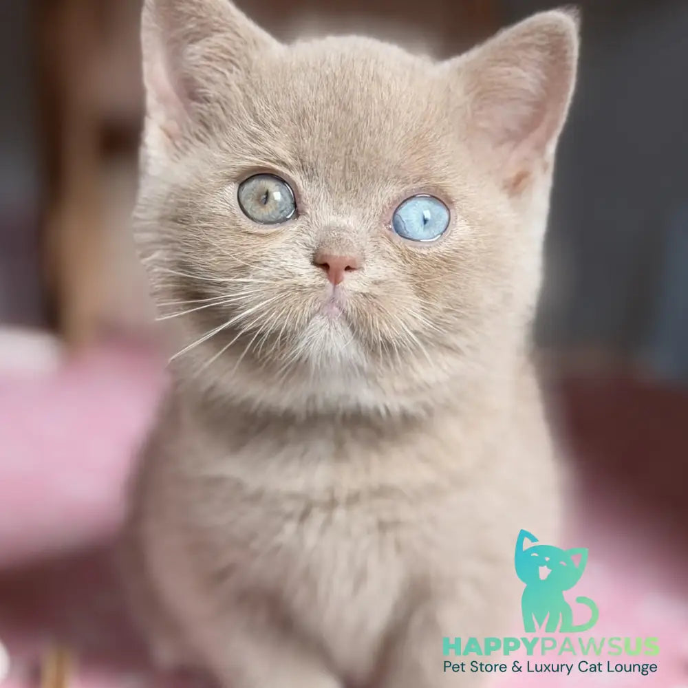Soleil British Shorthair female fawn with white - live animals