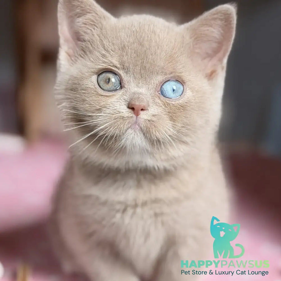 Soleil British Shorthair female fawn with white - live animals